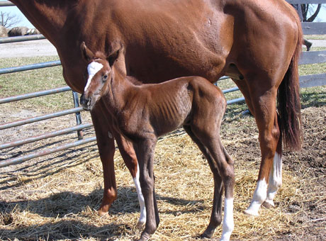 America America and foal