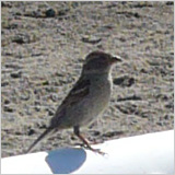 The real railbird