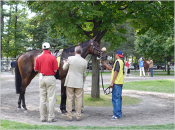 Saddling
